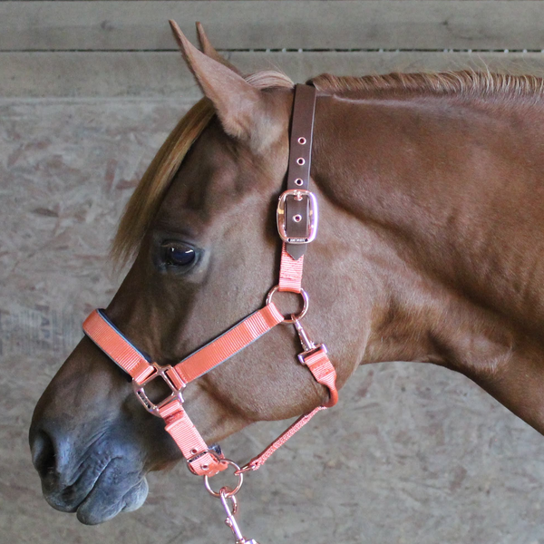 Derby Originals Desert Rose Collection Rose Gold Reflective Safety Flex-Webb Horse Halters with Matching Lead Ropes