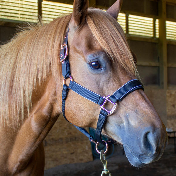 Derby Originals Desert Rose Collection Rose Gold Reflective Safety Flex-Webb Horse Halters with Matching Lead Ropes