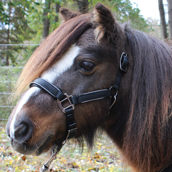 Derby Originals Desert Rose Collection Blackout Reflective Safety Flex-Webb Horse Halters with Matching Lead Ropes