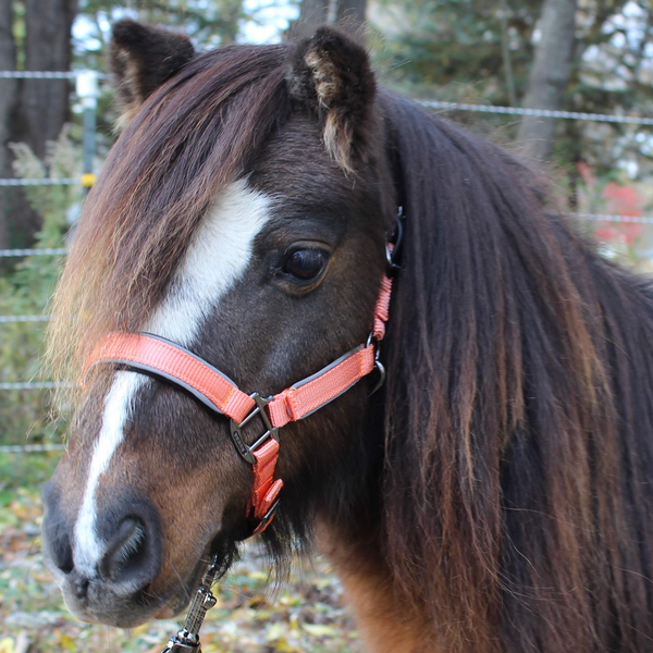 Derby Originals Desert Rose Collection Blackout Reflective Safety Stable Horse Halters with Matching Lead Ropes