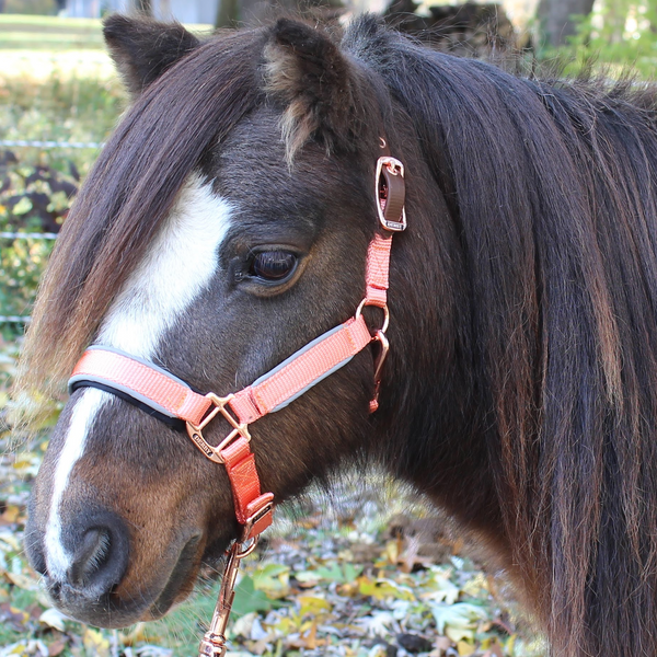 Derby Originals Desert Rose Collection Rose Gold Reflective Safety Flex-Webb Horse Halters with Matching Lead Ropes