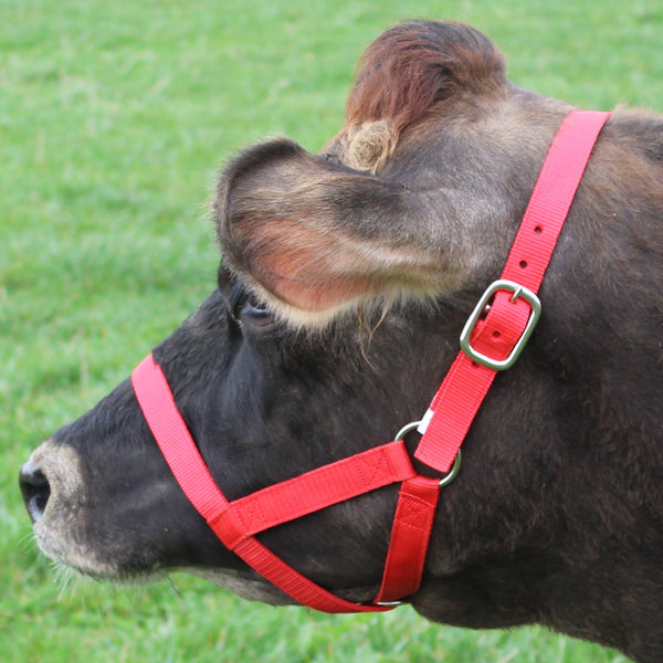 Derby Originals Adjustable Nylon Livestock Cattle Halters