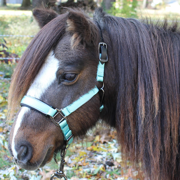 Derby Originals Desert Rose Collection Blackout Reflective Safety Stable Horse Halters with Matching Lead Ropes