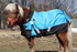 products/7Winter_Horse_Blanket_Turnout_Lifestyle_80-8024V2.png
