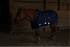 products/7Winter_Horse_Stable_Blanket_1200D_Lifestyle_Reflective_Navy_Blue_80-8031V2.png