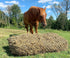 Derby Originals Hay Feeder Slow Feed 56” Long and 3" x 3" Holes Hay Net for Horses