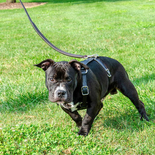 Premium Basket Tooled Gaucho Leather Padded Dog Pulling Harness