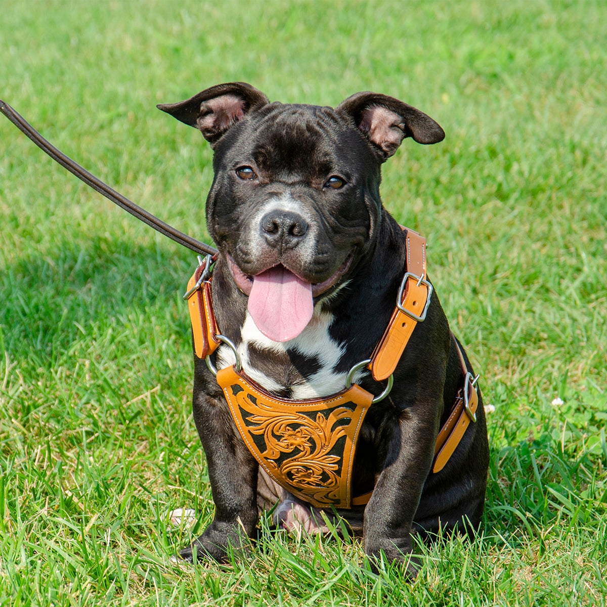 Premium Floral Tooled Gaucho Leather Padded Dog Pulling Harness Lifestyle