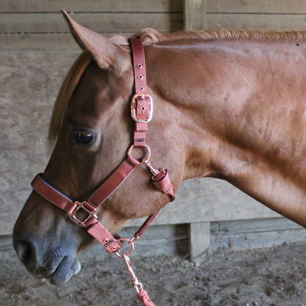 Derby Originals Desert Rose Collection Rose Gold Reflective Safety Stable Horse Halters with Matching Lead Ropes