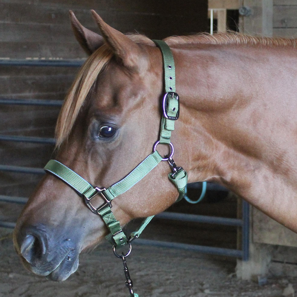 Derby Originals Desert Rose Collection Blackout Reflective Safety Stable Horse Halters with Matching Lead Ropes