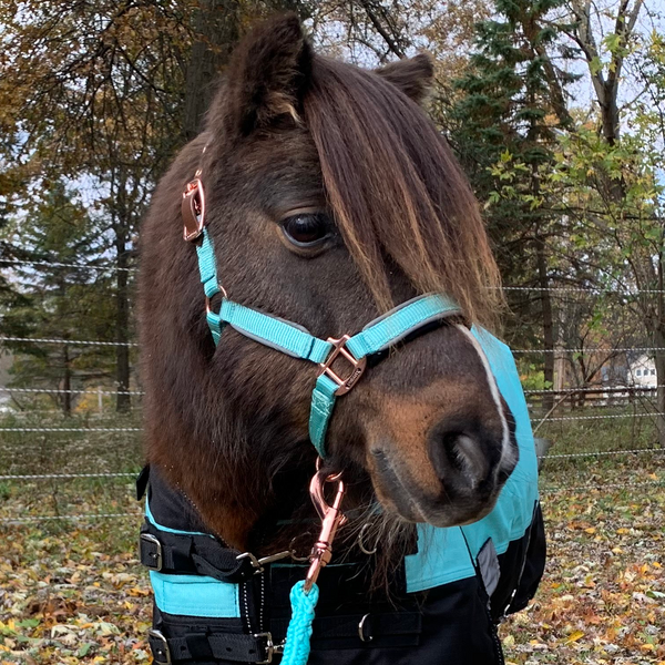 Derby Originals Desert Rose Collection Rose Gold Reflective Safety Flex-Webb Horse Halters with Matching Lead Ropes