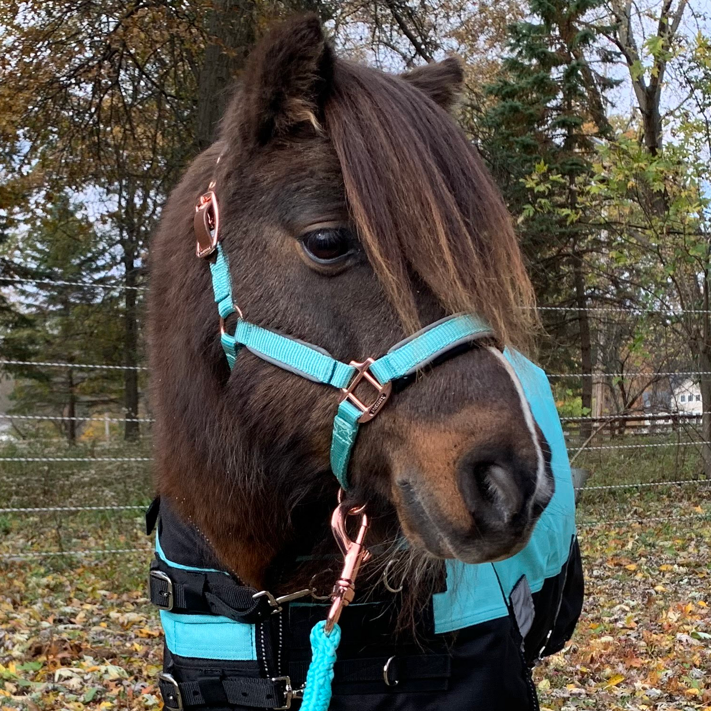 Derby Originals Desert Reflective Safety Stable Horse Halters 