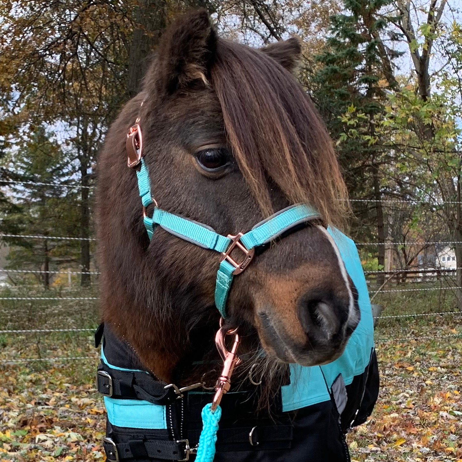 Derby Originals Desert Reflective Safety Stable Horse Halters 