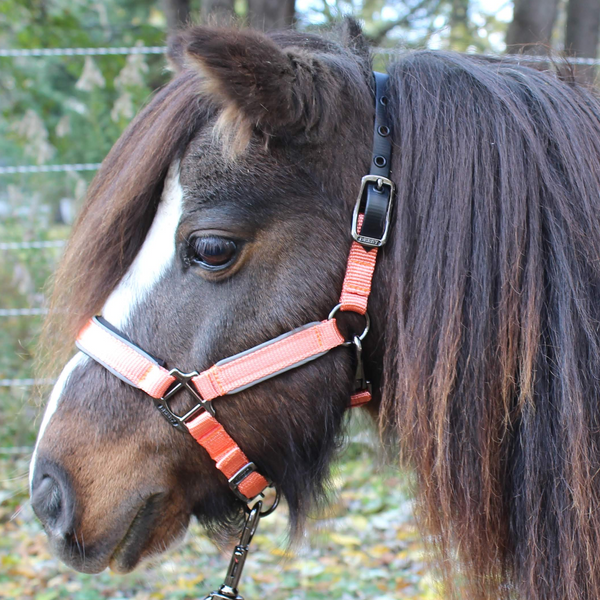 Derby Originals Desert Rose Collection Blackout Reflective Safety Stable Horse Halters with Matching Lead Ropes