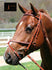 products/Bridle_Figure_8.v2.jpg