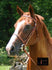 products/Bridle_london_fancy_stitch_1024x_1024x_22756ef0-6067-4e8c-92c1-9a7da5a8e02a.jpg