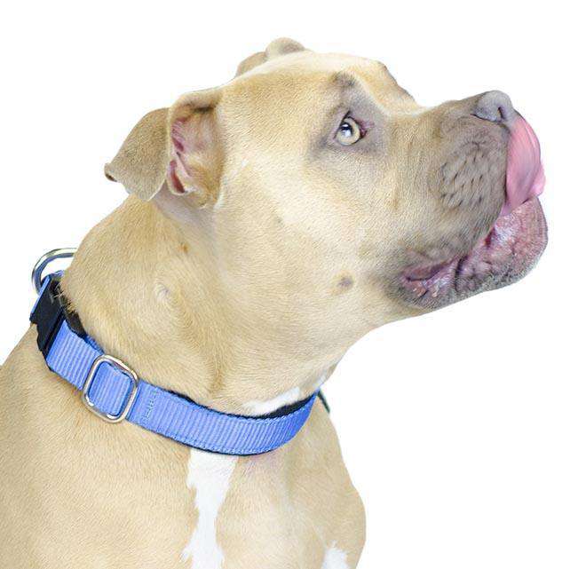 cuteNfuzzy® Adjustable Padded Dog Collar Lifestyle Main Image
