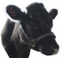 products/Cattle-Halter-Crystal-Cow_48f015b2-6559-49eb-87d5-0f4ee86d2a7e.jpg