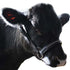products/Cattle-Halter-Spotted-Cow_329c3348-7ee8-4a04-b6fe-60a976a973aa.jpg