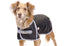 products/Derby_600D_Dog_Blanket_Coat_Waterproof_Black-Lifestyle_80-8125..jpg