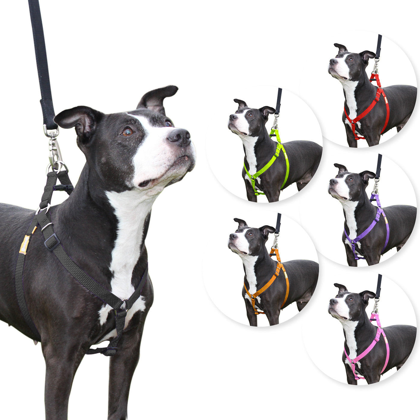 Step in Dog Harness by cuteNfuzzyÂ® Black Swatch