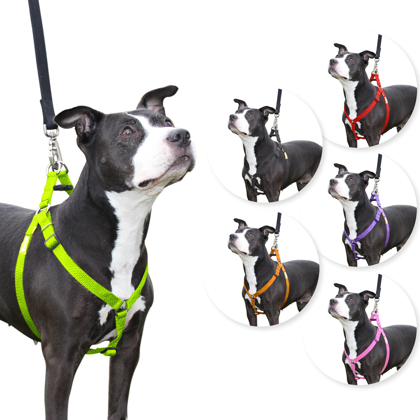 Step in Dog Harness by cuteNfuzzyÂ® Green Swatch