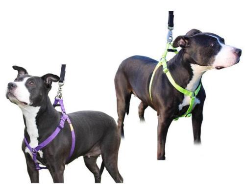 Step in Dog Harness by cuteNfuzzyÂ® Lifestyle 