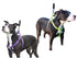 products/Dog_Harness_Step-In_Lifestyle_Two_Dogs_97-7301.jpg