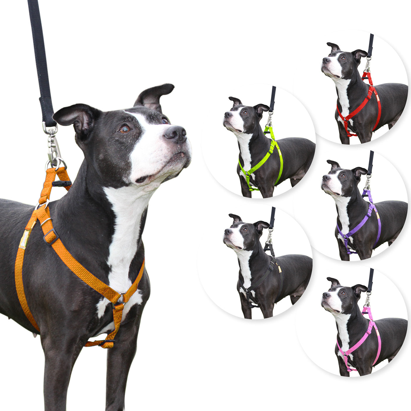Step in Dog Harness by cuteNfuzzyÂ® Orange Swatch
