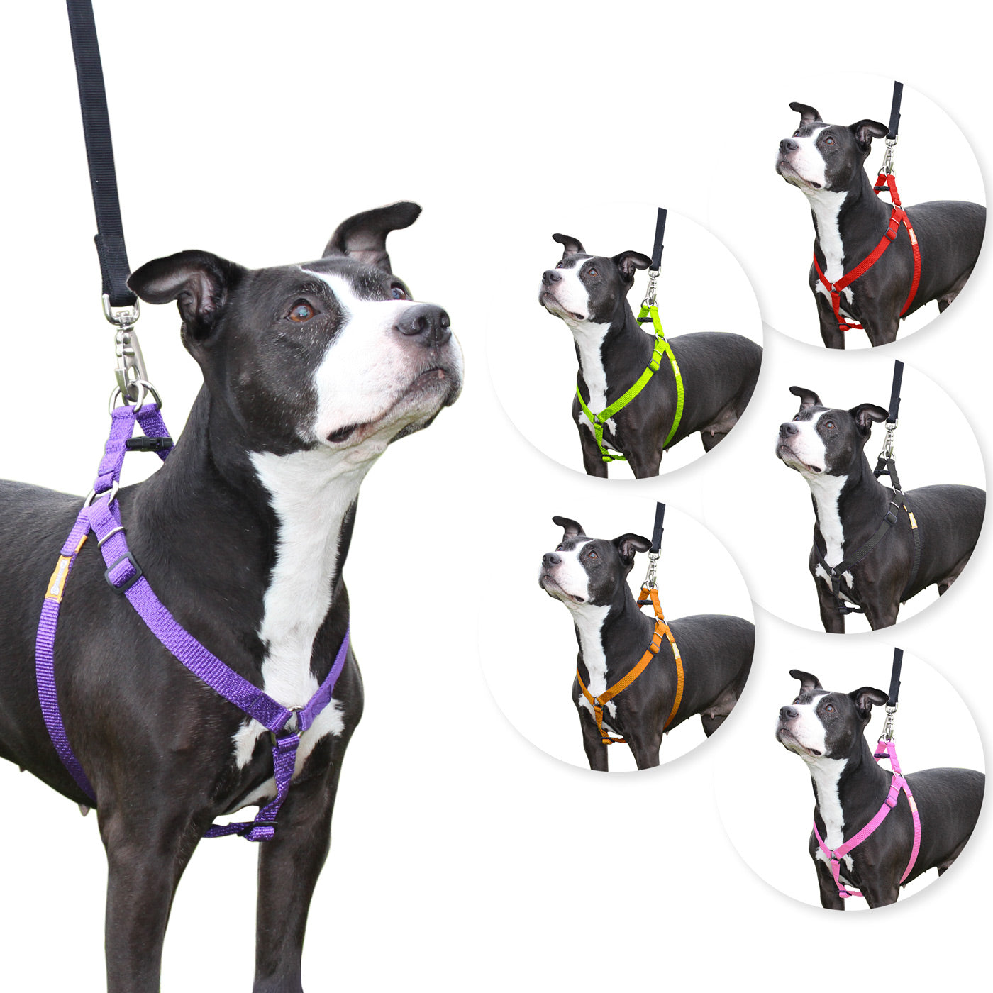 Step in Dog Harness by cuteNfuzzyÂ® Purple Swatch