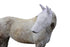 products/Fly_Mask_With_Ear_Nose_Cover_UV-Blocker_Safety_White_Main_72-7109_8b5ba066-ae1b-4388-94ba-92956890029c.jpg