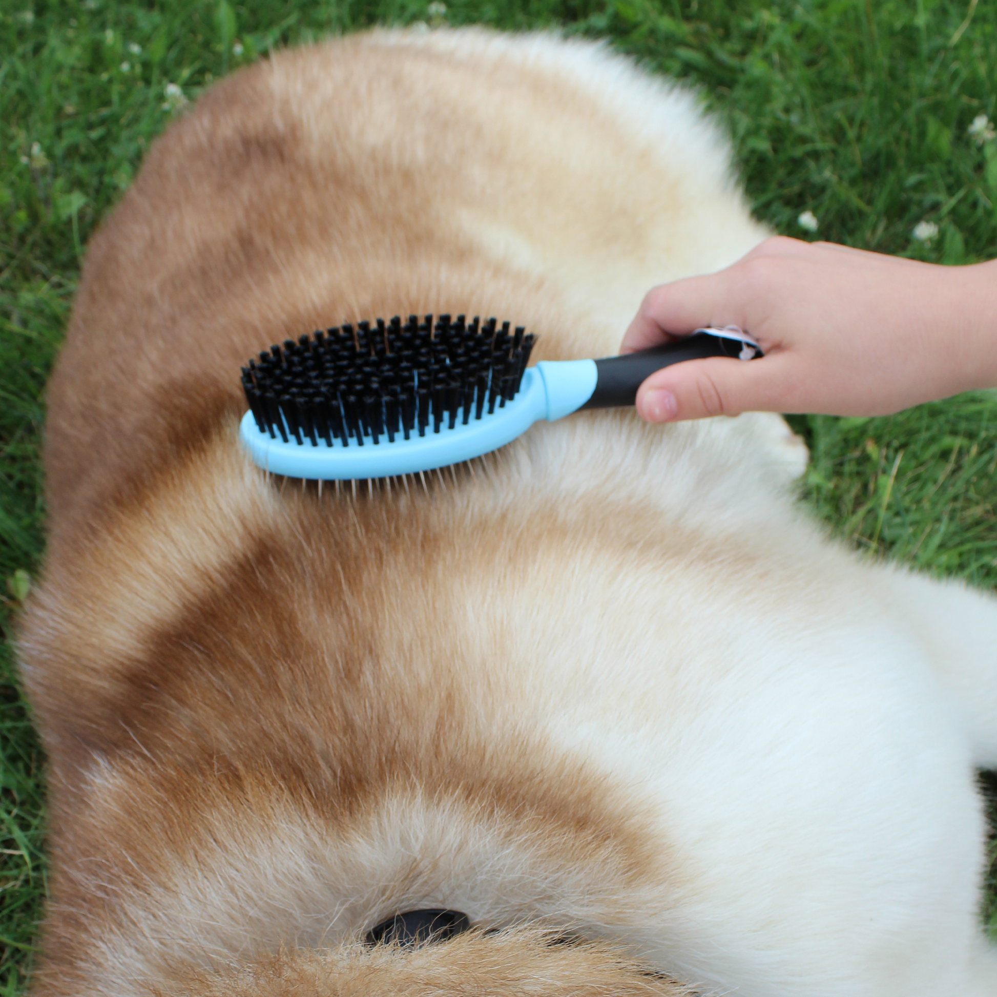 Double Sided Pet Grooming Brush Dog