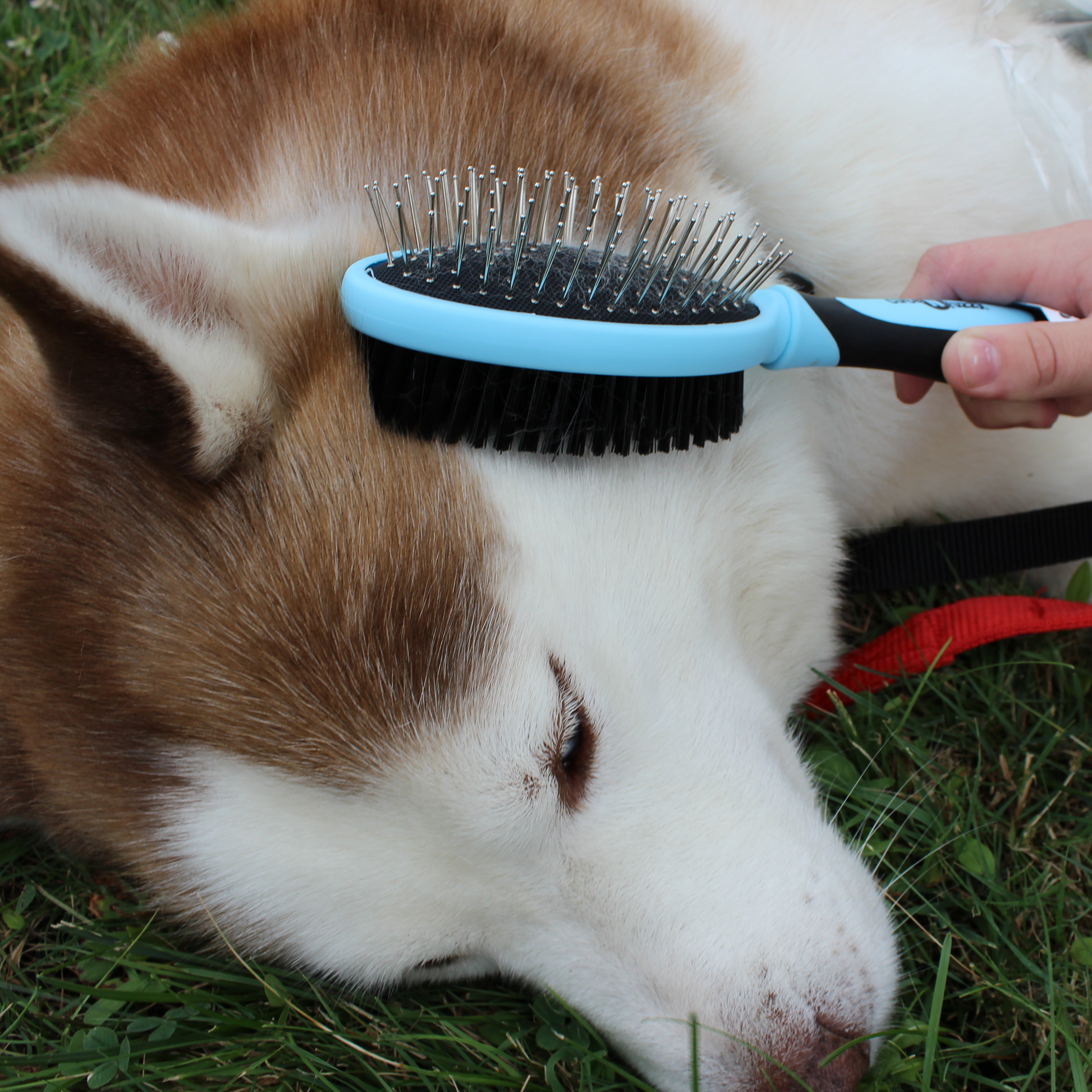 Double Sided Pet Grooming Brush Dog Lifestyle