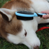 products/Grooming_Brush_Double_Sided_Pet_Lifestyle_Brush_Dog_99-1002.png