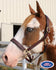 products/Halter_Adjustable_Padded_BR_Horse.jpg