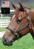 products/Halter_Elite_Adjustable_Horse.jpg