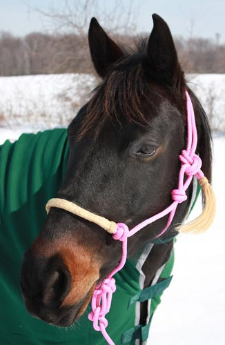 Tahoe Tack Nylon Rope Halter with Rawhide Braided Noseband PK Horse
