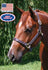 products/Halter_Triple_Stitch_Adjustable_Horse.jpg