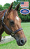 products/Halter_Triple_Stitch_Stable_Horse.jpg