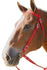 Nylon Draft Bridle with Reins by Derby Originals