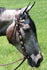 products/Headstall_Pat_Star_Set_Horse.jpg