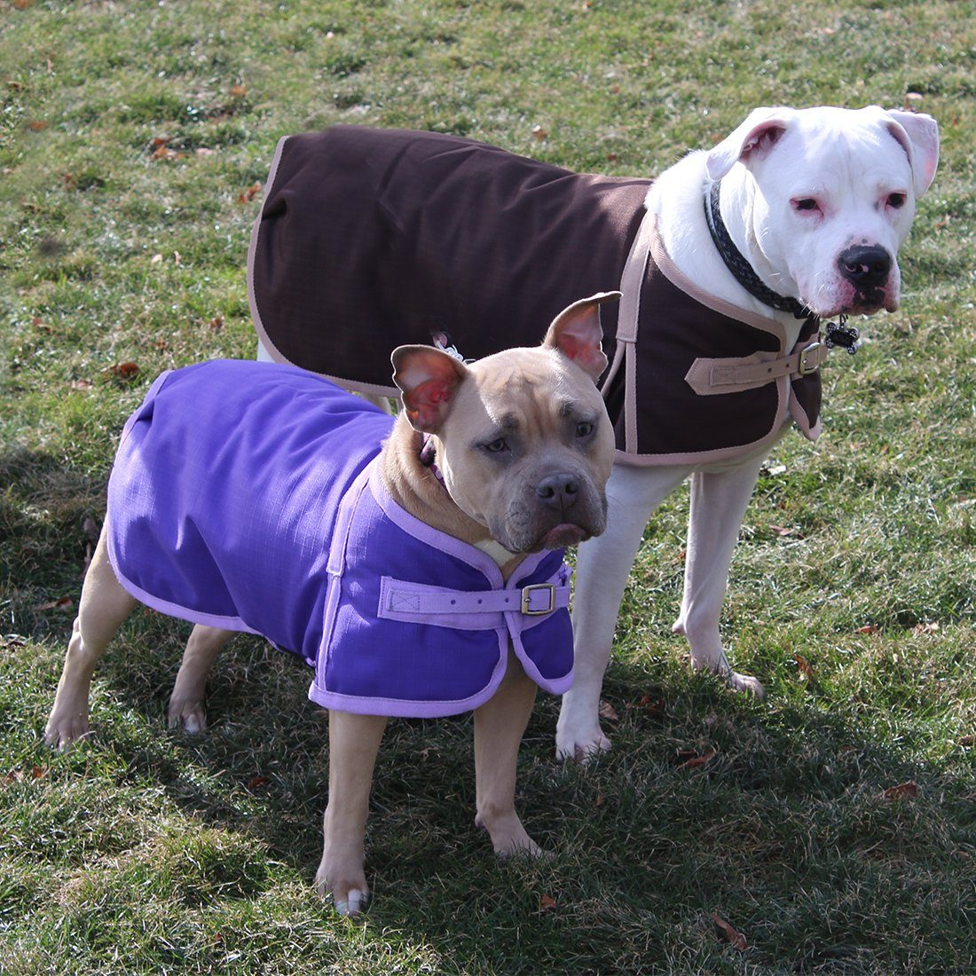 Derby Originals 1200D Horse-Tough Ruff Pup Winter Dog Coat – 150g Insulated, 3-Layer Breathable Design with Nylon Lining, 2-Year Warranty