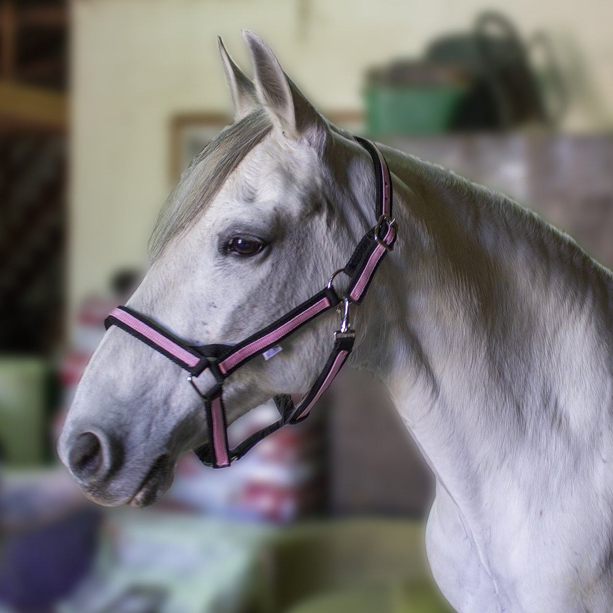Derby Originals Heavy-Duty Triple Layer Two-Tone Nylon Draft Horse Halters - Closeout Banner
