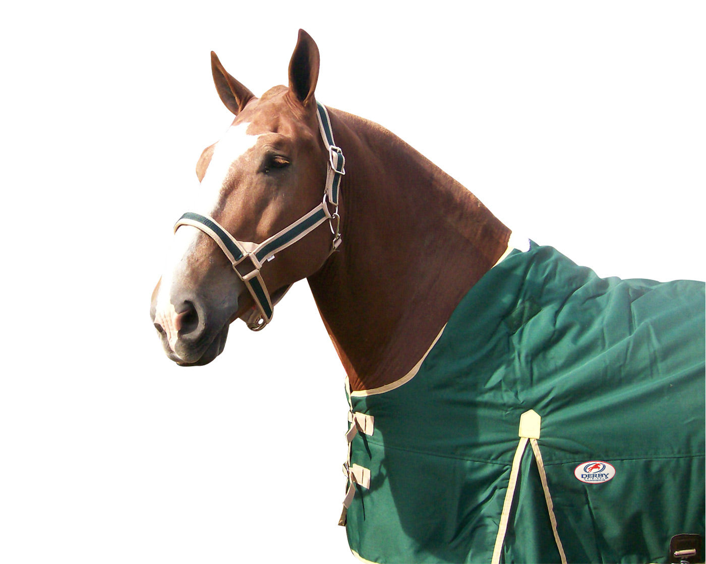 Derby Originals Heavy-Duty Triple Layer Two-Tone Nylon Draft Horse Halters - Lifestyle Horse