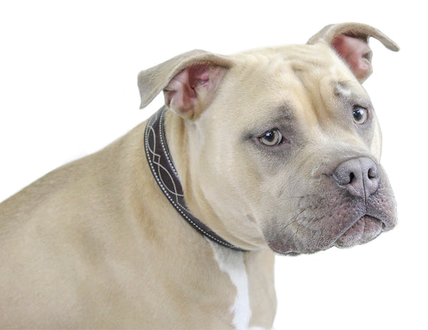 Derby Dog Designer Series USA Leather Padded Fancy Stitch Dog Collar