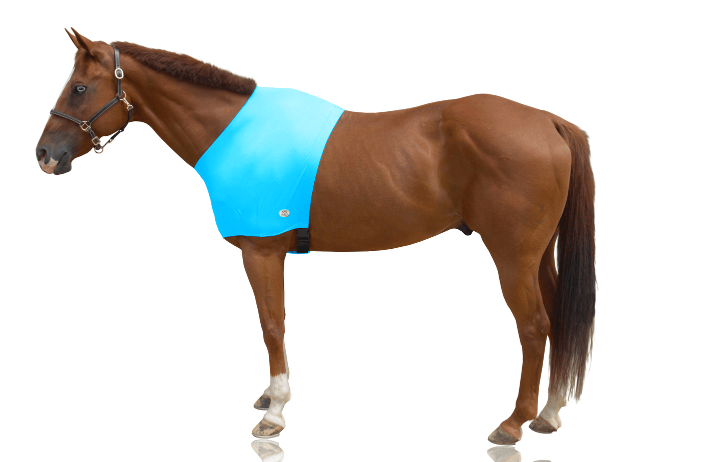 Derby Originals Comfy Stretch Lycra Sleazy Slicker Shoulder Guard blue main