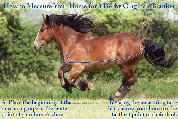 Derby Originals Reflective Safety No Hardware Foal & Mini Horse Winter Stable Blanket 420D Medium Weight 150g