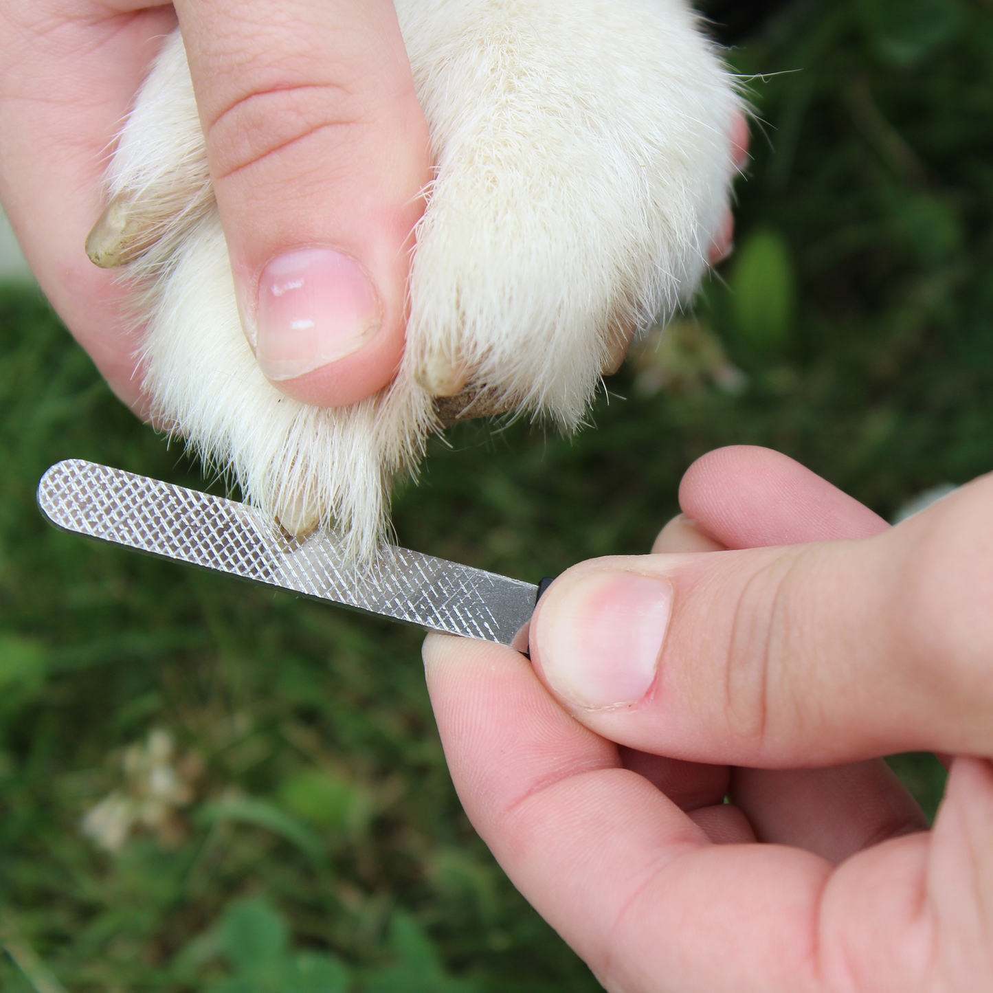 Professional Heavy Duty Pet Nail Clipper w Nail File by cuteNfuzzy  Lifestyle