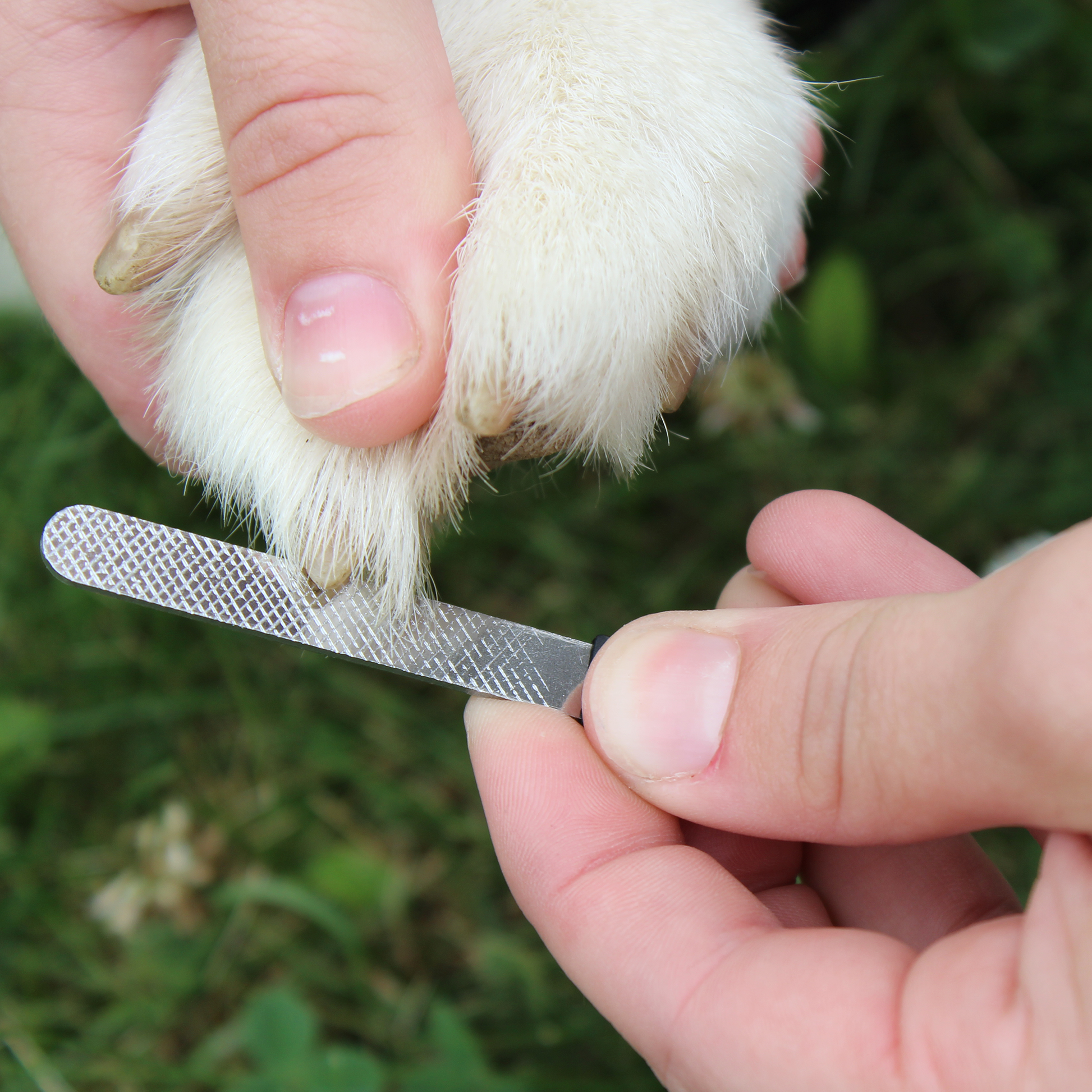 Professional Heavy Duty Pet Nail Clipper w Nail File by cuteNfuzzy  Lifestyle