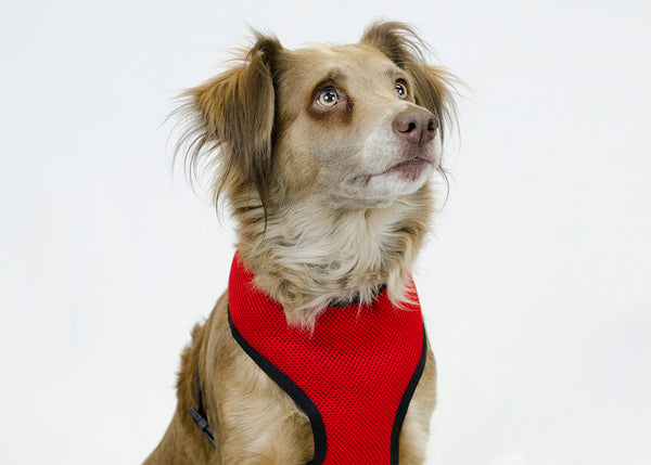 Comfort Mesh Dog Harness by cuteNfuzzyÂ®